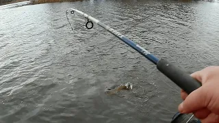 Catching the Most HATED Fish in Here!