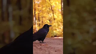 Ворон разговаривает #corvids #crow #birds #птицы #ворон #врановые