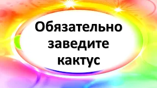 Обязательно заведите кактус. Народные приметы про кактус