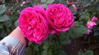 Цветение роз в саду 9 июня 2023 г, вечерняя съемка.