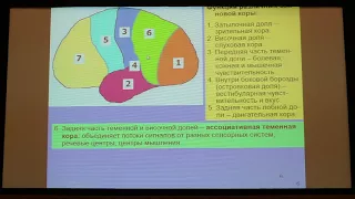 Вячеслав Дубынин, МФК 2018, лекция 6, мышление и принятие решений