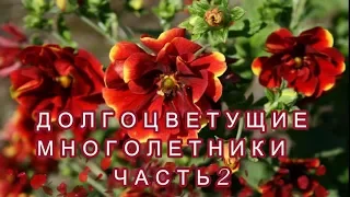 ✓ДОЛГОЦВЕТУЩИЕ МНОГОЛЕТНИКИ ДЛЯ САДА. ЧАСТЬ 2.✓