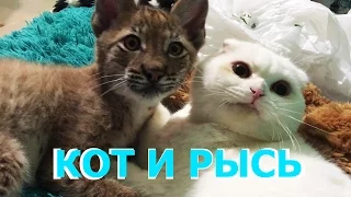 ЖИЗНЬ КОТА С РЫСЬЮ. Как кот Пусси вырастил рысь Ханну / THE LIFE OF A CAT AND A LYNX