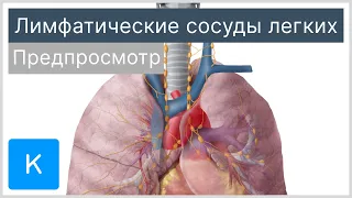 Лимфатические сосуды легких (предпросмотр) - Анатомия человека | Kenhub