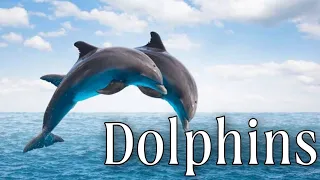 Facts About DOLPHINS from Scientific Studies. How smart are dolphins? Animals. Facts