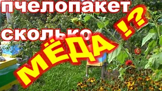 Сколько  МЁДА даёт ПЧЕЛОПАКЕТ за лето ! ?