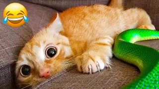 Funniest Animals 2024 😂 New Funny Cats and Dogs Videos 😻🐶 Part 3