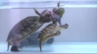 snapping turtle , red eared slider eats live frog (warnning live feeding)