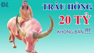 Chú trâu màu hồng ở TPHCM, trả 20 tỷ  không bán II ĐỘC LẠ BÌNH DƯƠNG