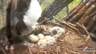 Decorah Goose Cam~Mom Goose Gets Blown Over-One Egg Hatched-Blustery Day_4/22/24