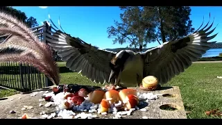 Slow motion Kookaburra