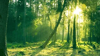 숲, 새소리, 바람 (고음질) | 10시간 | ASMR | 명상, 치유, 집중, 공부, 수면유도, 요가 | 10분 뒤 검은화면 | Forest & Bird's Sound