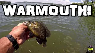 Warmouth Fishing