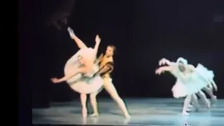 «Лебединое озеро»🦢 «Swan lake»