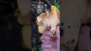 Pick Chanterelle Mushrooms 🍄 | Mushroom Hunting in California