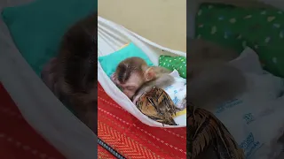 #shorts #viral #youtubeshorts #monkey #shortsvideo #monkeys #monkeyvideo #animals