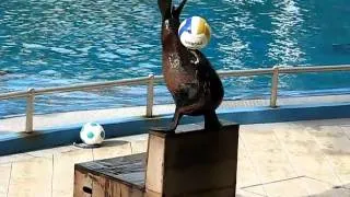 Sea Lion @ Underwater World (Playing with the volleyball)