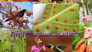 Class 7,Reproduction in plants