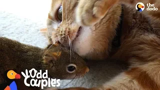 Cat Is SO Gentle With His Squirrel Brother | The Dodo Odd Couples