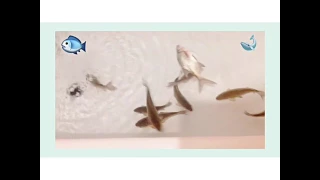 🐟🐟🐟КАРАСИ В ВАННОЙ //Lika Star🐟🐟🐟