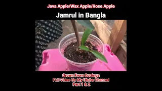 Rooting Rose Apple From Cuttings Jamrul