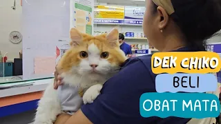 Dek Chiko Beli Obat Mata. funny video cat cats animal animals trending kucing viral pet pets dog fyp