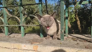 A Starving Siamese Cat Meows so loudly for food