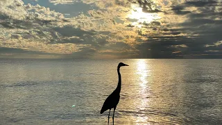 Indian Shores & Indian Rock Beach, Florida LIVE Exploring (March 6, 2021)