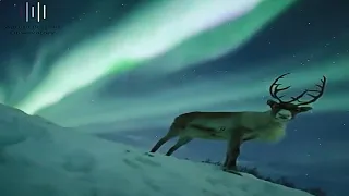 Reindeer under Aurora/Northern Lights ("O Holy Night") 🎄