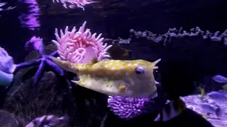 Sea Life Aquarium at Legoland California!