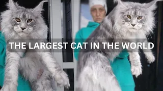 Maine Coons : The Largest Cat in the World.