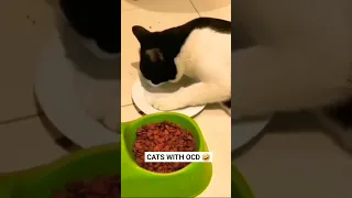🤣🤣🤣 FUNNIEST CATS WITH OCD 🤣🤣🤣 #shorts #short #shortsfeed #cat #cats #ocd #catswithocd #funny #cute