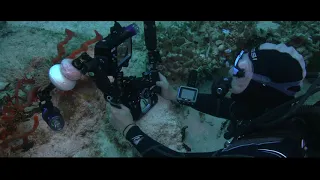 Bernat Garrigos take the Pro Underwater Videography Course at Liquid Motion Underwater Film Academy