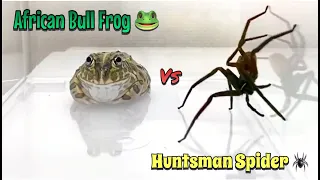 KB REACTS to African bullfrog vs Huntsman spider