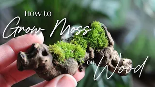 How to Grow Moss on Wood : 3 Methods