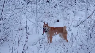 #охотаслайкойнасоболя, #охотанасоболя