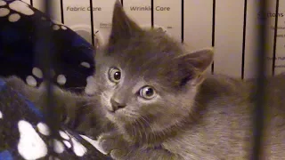 Tiny Grey Kitten Rescued from Freezing Cold