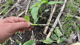 NO TILL.🌱🌽Огляд полів після дощу і гербіцидів