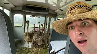 Driving Ostrich Chicks to School