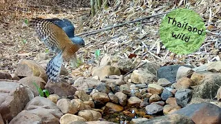 Camera Traps - Birds at Rocky Pool, Huai Khayeng Nature Park, Thailand