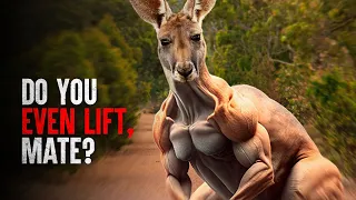 7 Tips to Survive a Wild Kangaroo Attack