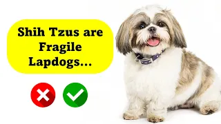 Shih Tzu Myths Debunked: Fact or Fiction