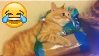 Epic Cats Fails Compilation - Funniest Cat Videos || PETASTIC 🐾