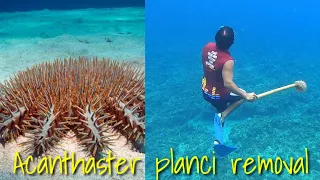 Removing Crown of Thorns Starfish , Coral reef killers, Scientific name:[Acanthaster planci ]
