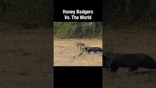 Honey Badgers Vs. The World
