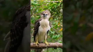 Wonderful Philippine Eagle  🦅
