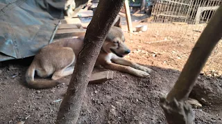 Puppies lie down in the heat and feed the guppies