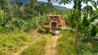 Excellent, CATERPILLAR BULLDOZER D6R XL works to reorganize a long-abandoned plantation road