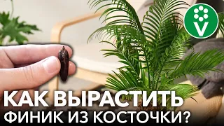 Вырастить ФИНИКОВУЮ ПАЛЬМУ из косточки ЛЕГКО! Опытный агроном советует самый простой способ