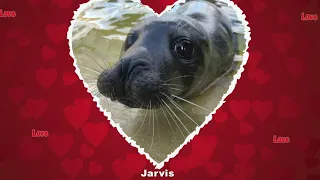 With Valentines Day around the corner, treat your loved one to a Cornish Seal Sanctuary adoption.